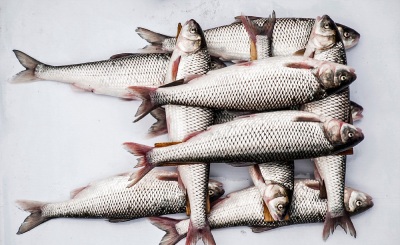 https://shp.aradbranding.com/خرید و قیمت ماهی سفید پرورشی + فروش صادراتی